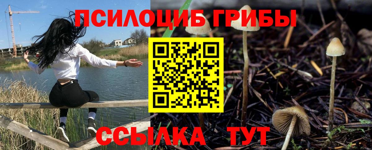 Галлюциногенные грибы Psilocybe Елизово